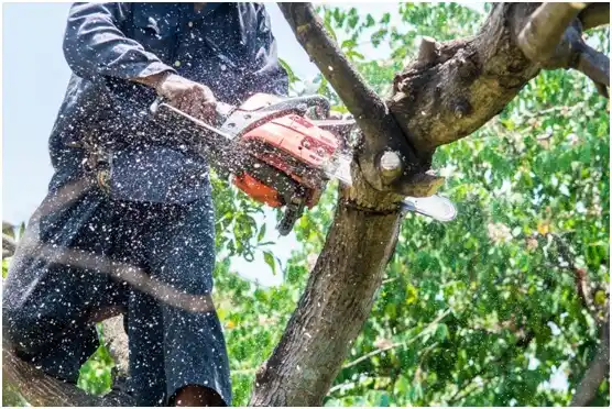 tree services Jackson